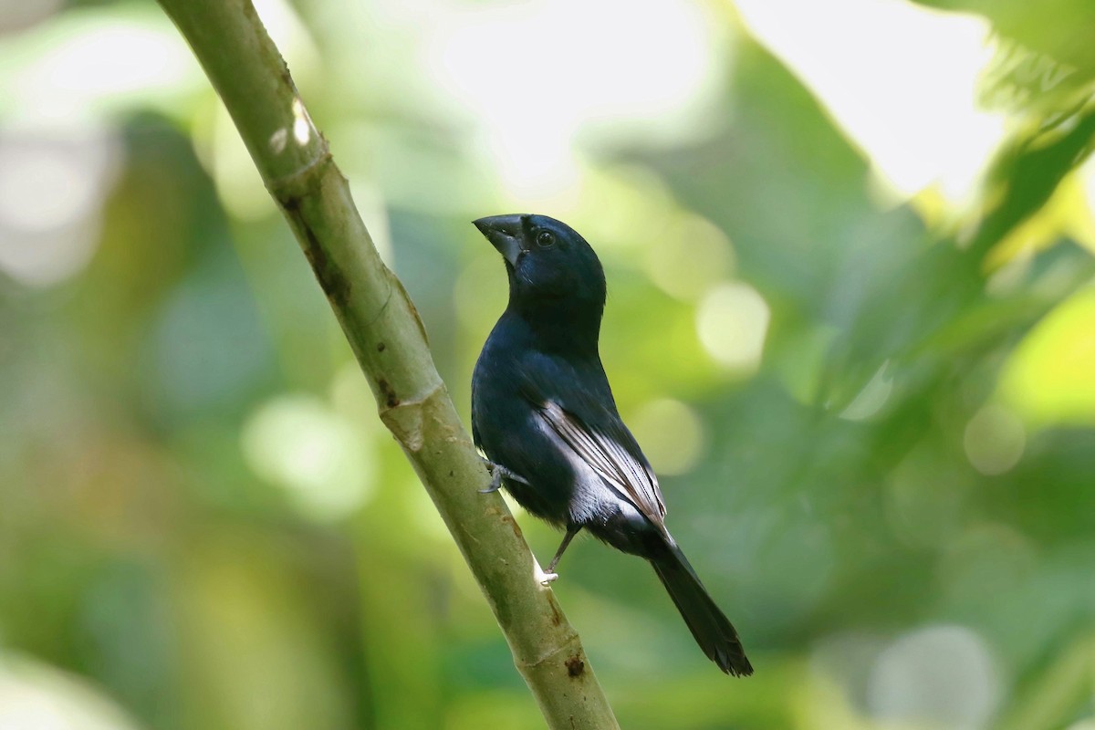 Blue-black Grosbeak - ML316011561