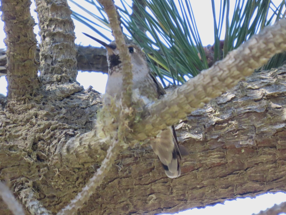 Anna's Hummingbird - ML316013161