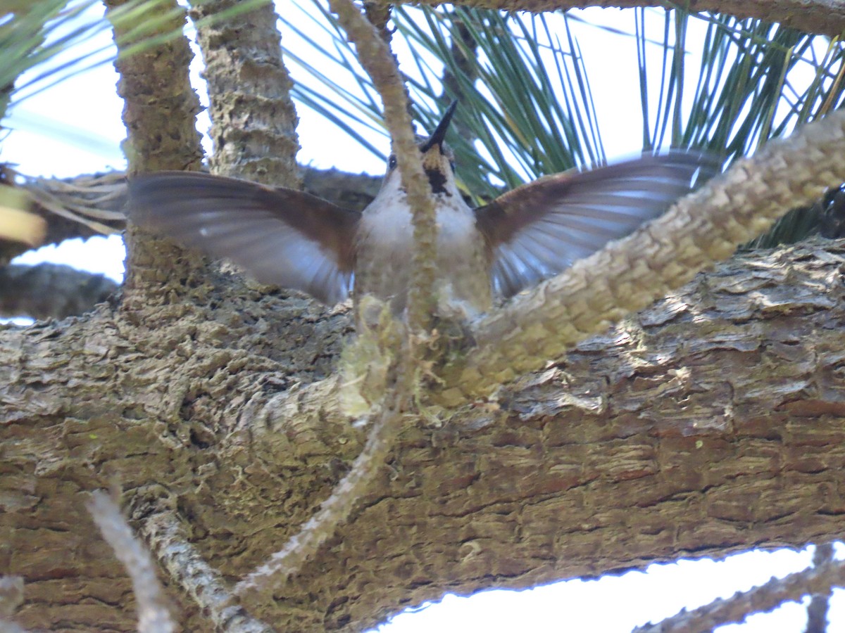 Anna's Hummingbird - ML316013181