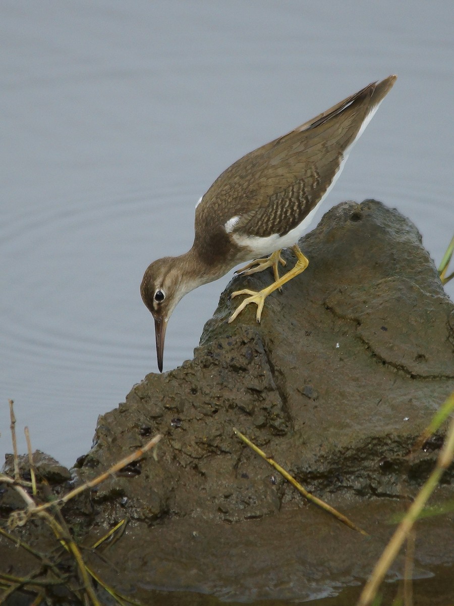 Spotted Sandpiper - ML316015211