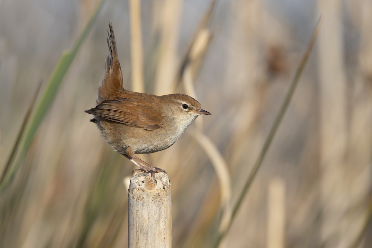 Cetti's Warbler - ML316015801