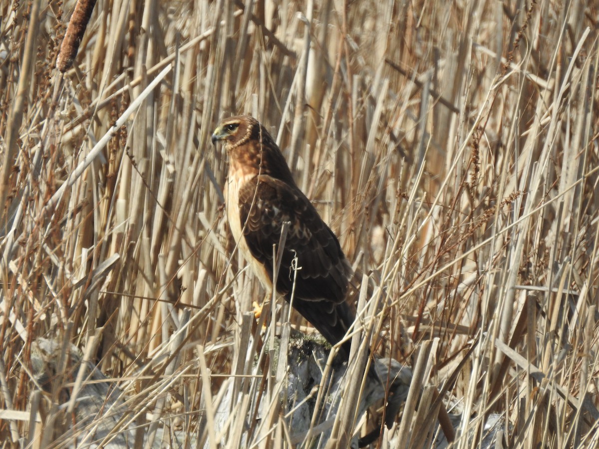 Northern Harrier - Cos van Wermeskerken