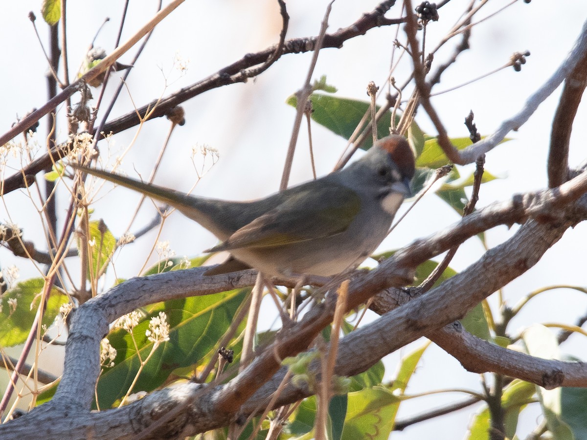 Green-tailed Towhee - Rafael Rodríguez Brito