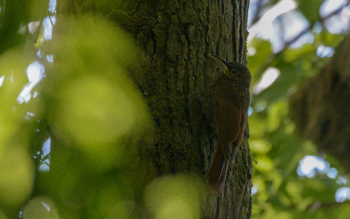 Spotted Woodcreeper (Spotted) - ML316021721