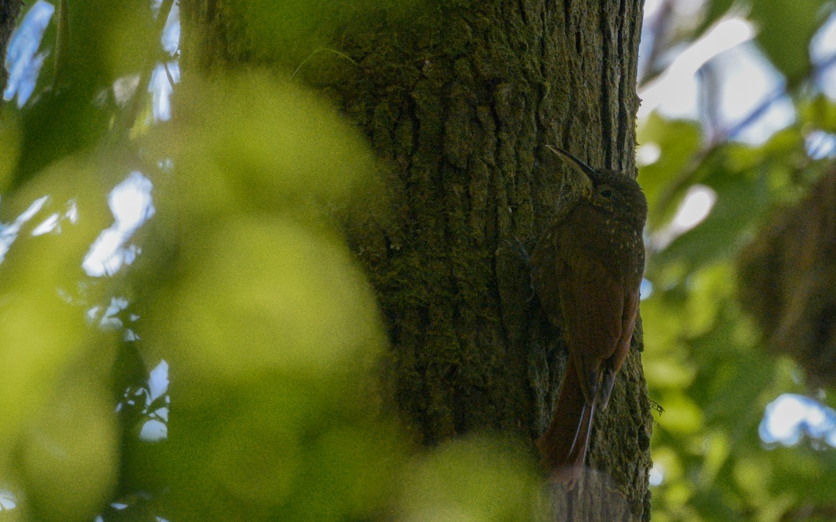 Spotted Woodcreeper (Spotted) - ML316021761