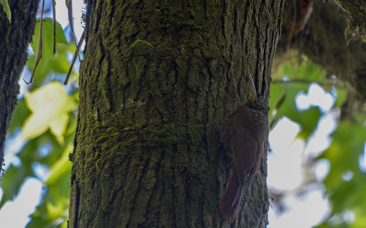 Spotted Woodcreeper (Spotted) - ML316021771