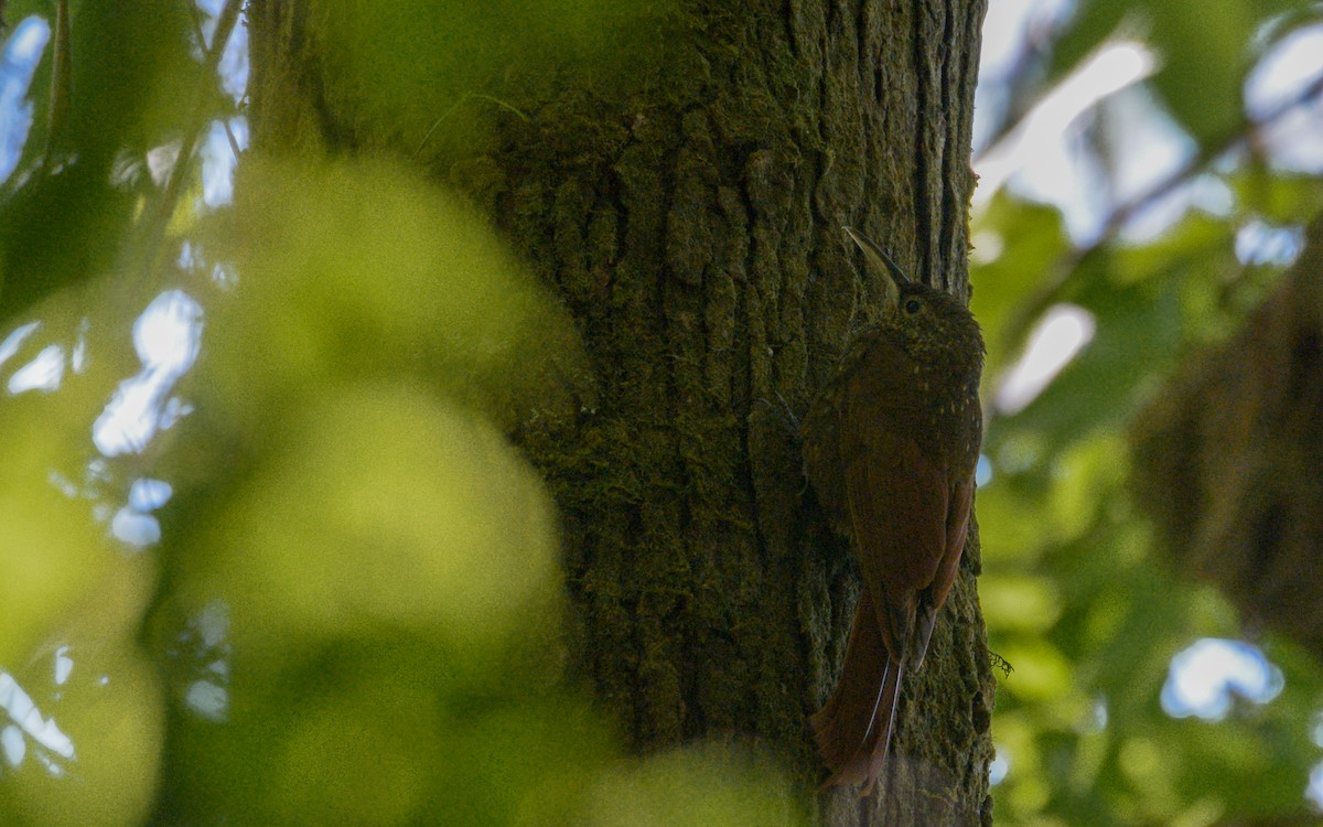 Spotted Woodcreeper (Spotted) - ML316021791
