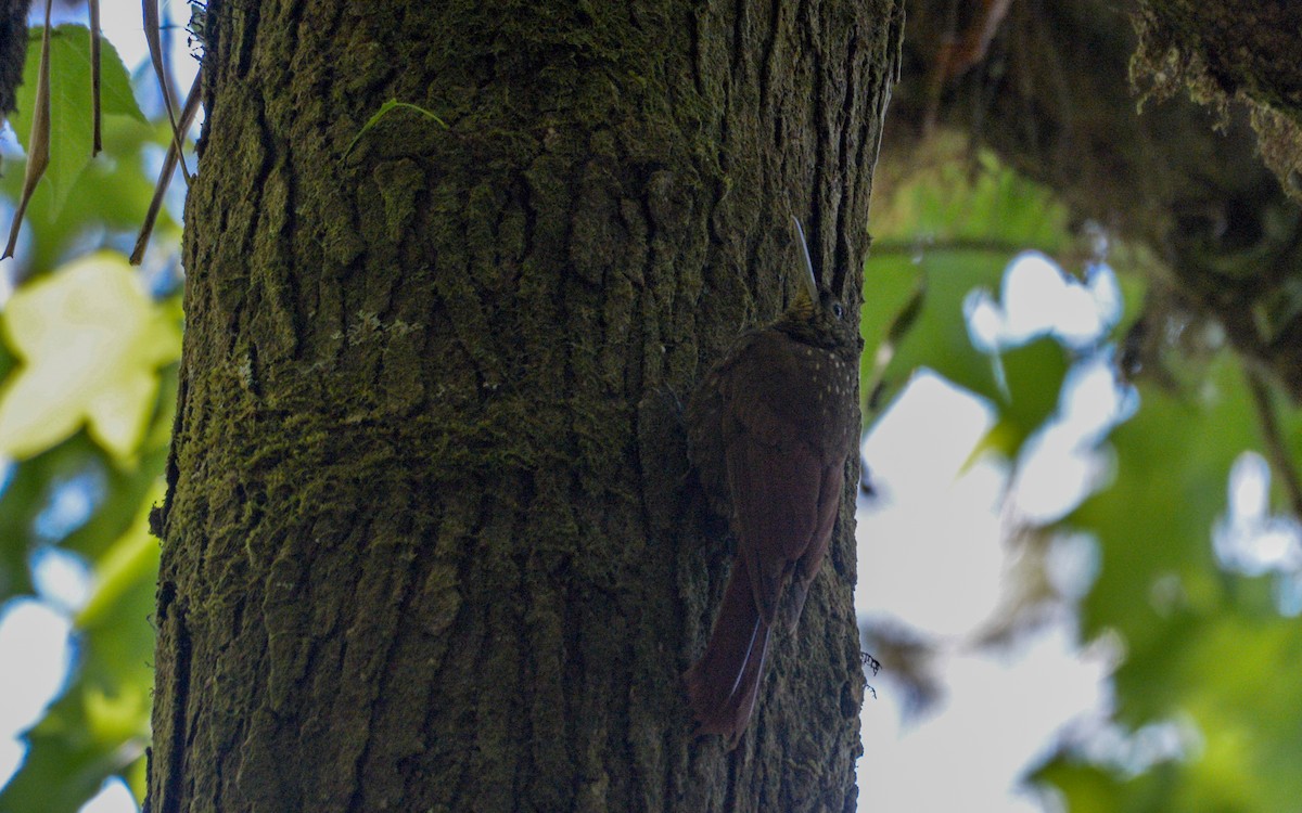 Spotted Woodcreeper (Spotted) - ML316021821