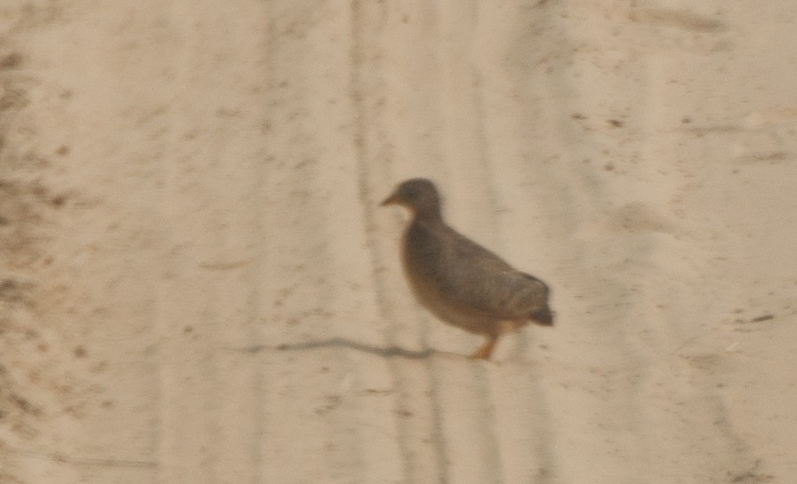 Yellow-legged Buttonquail - Mridul Anand
