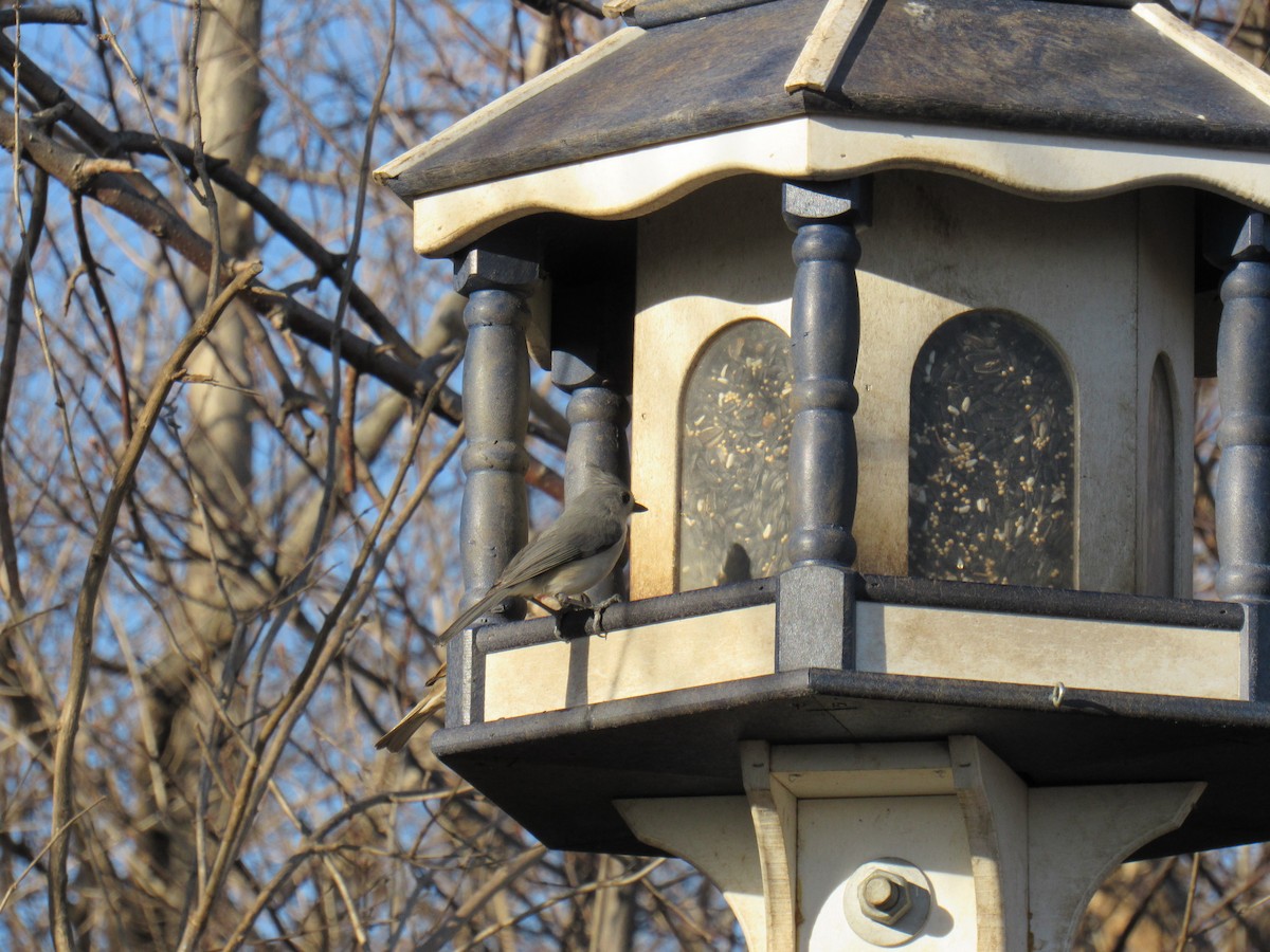 Tufted Titmouse - ML316024641