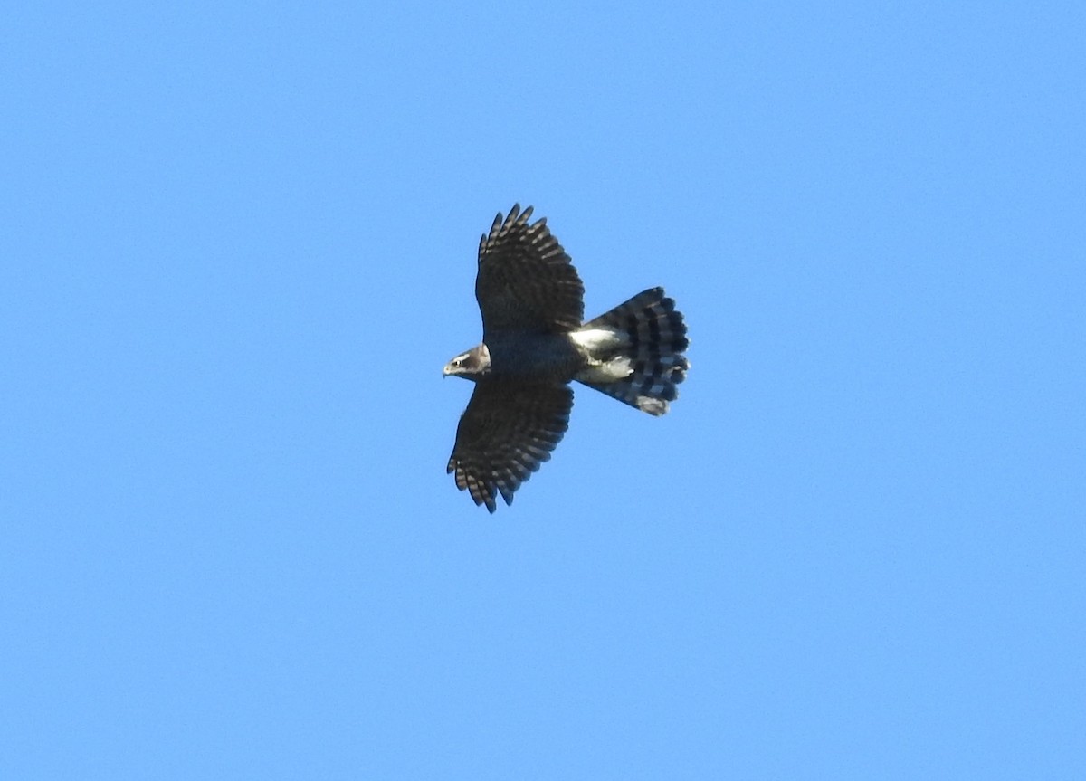 American Goshawk - ML31602591