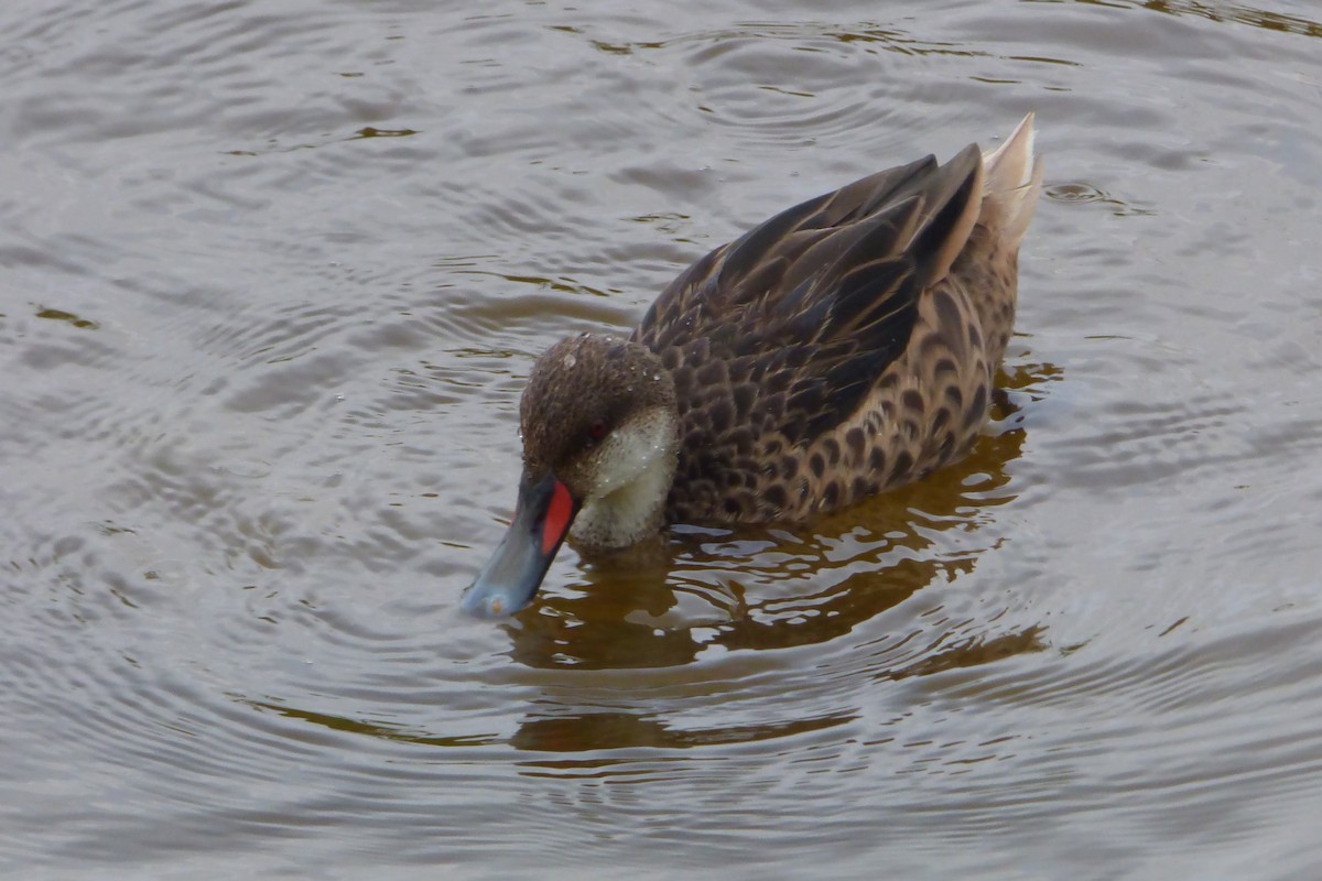 White-cheeked Pintail - Juan Manuel Pérez de Ana