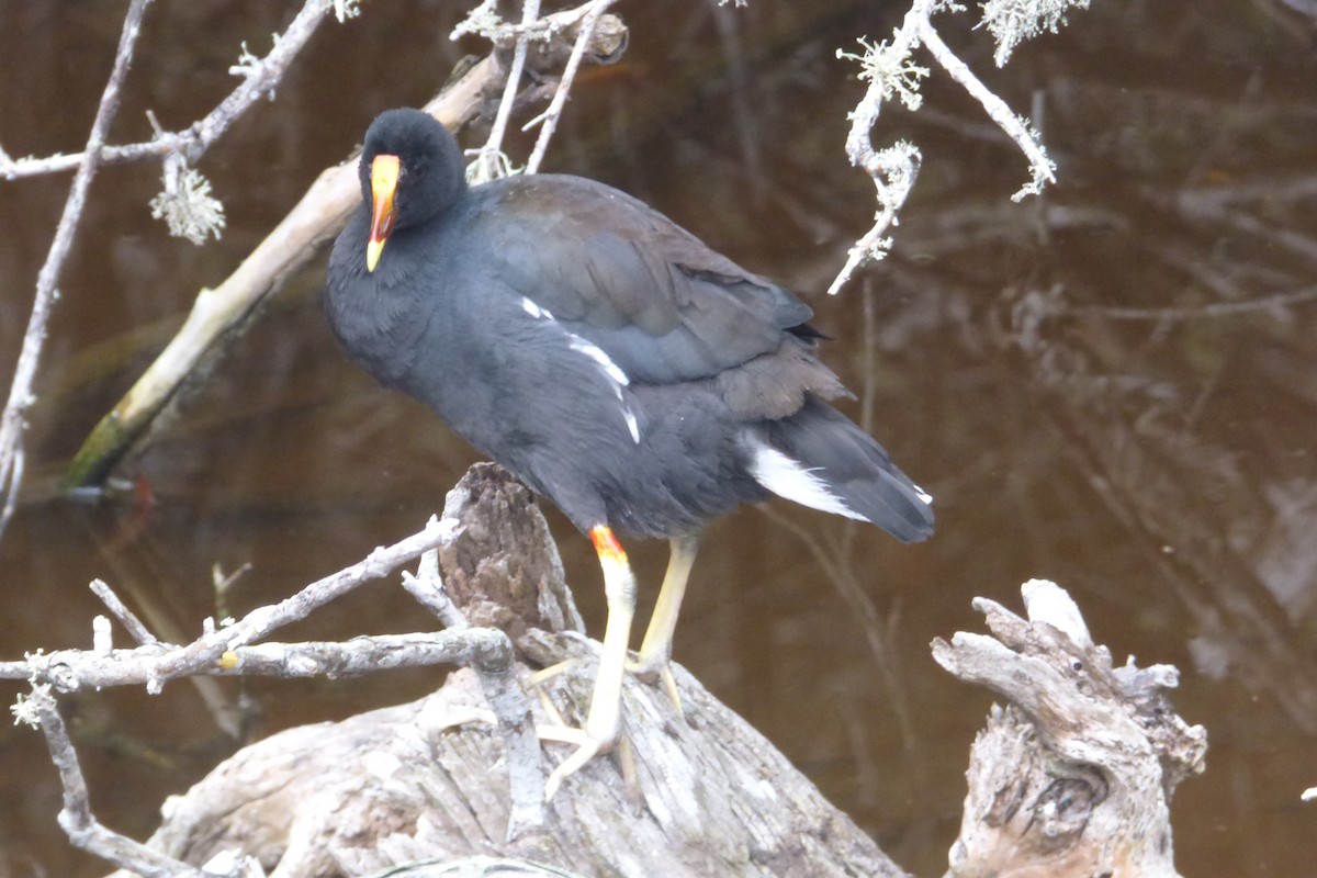 Common Gallinule - ML316027031