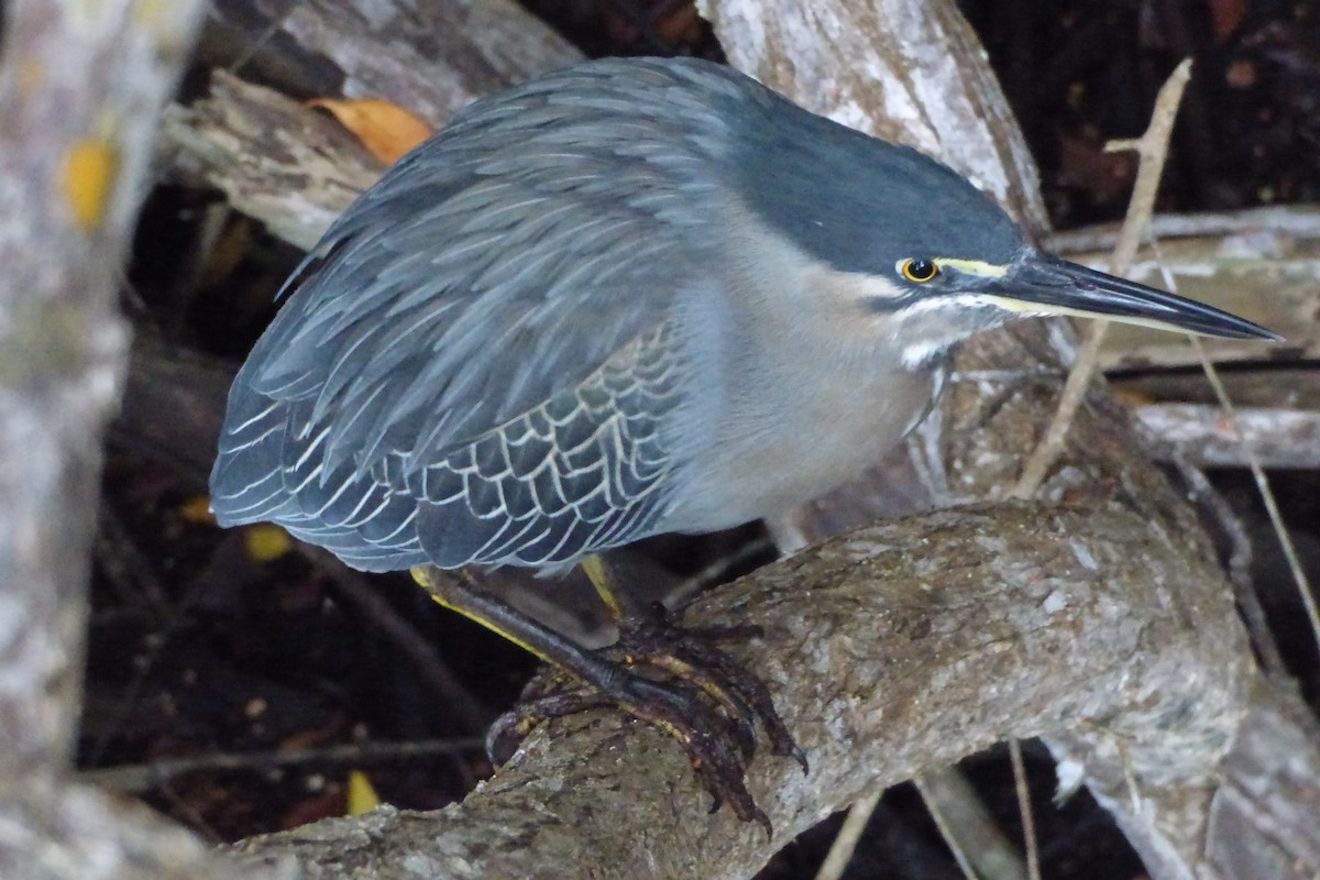 Striated Heron - ML316027101