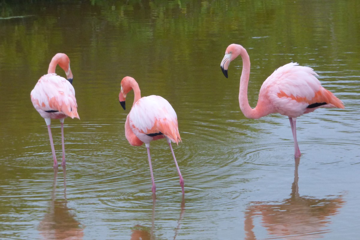 American Flamingo - ML316028131