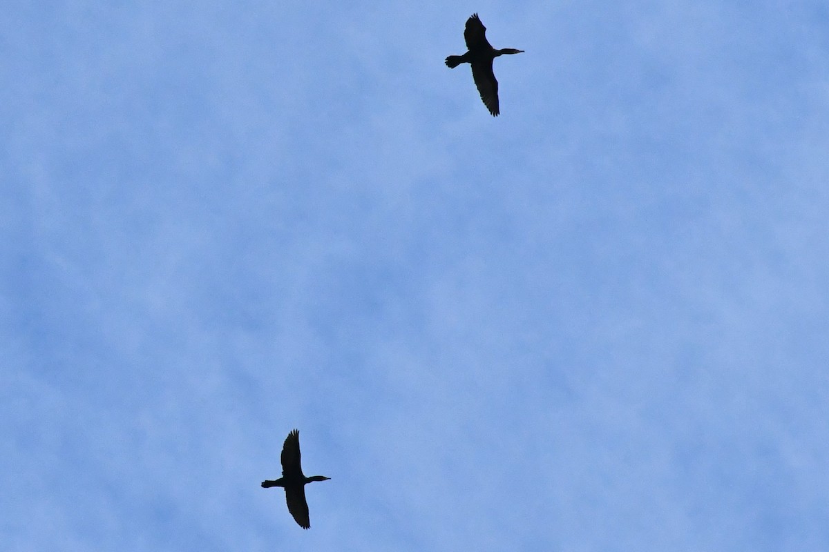 Double-crested Cormorant - ML316029001