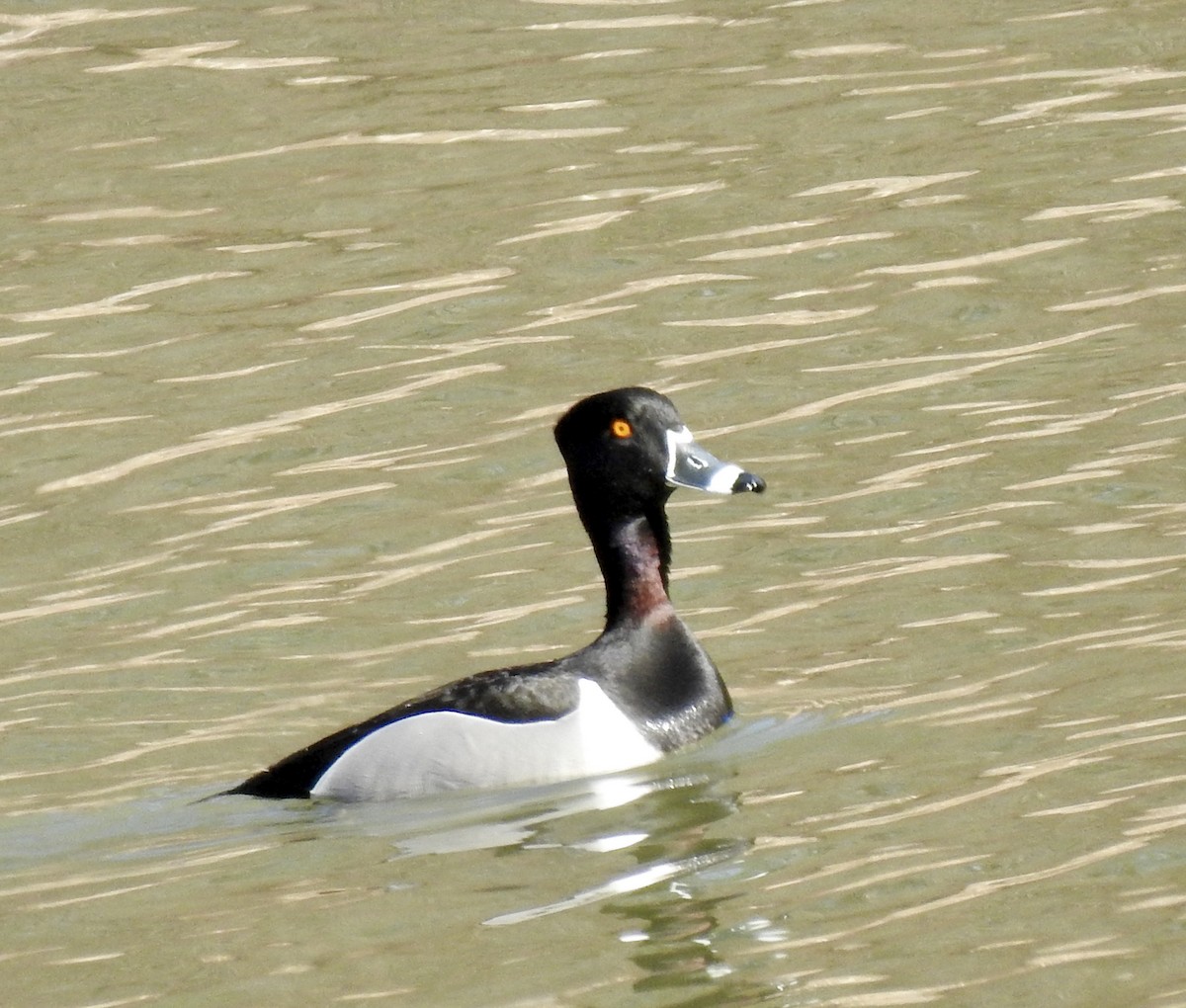 Ring-necked Duck - ML316030451
