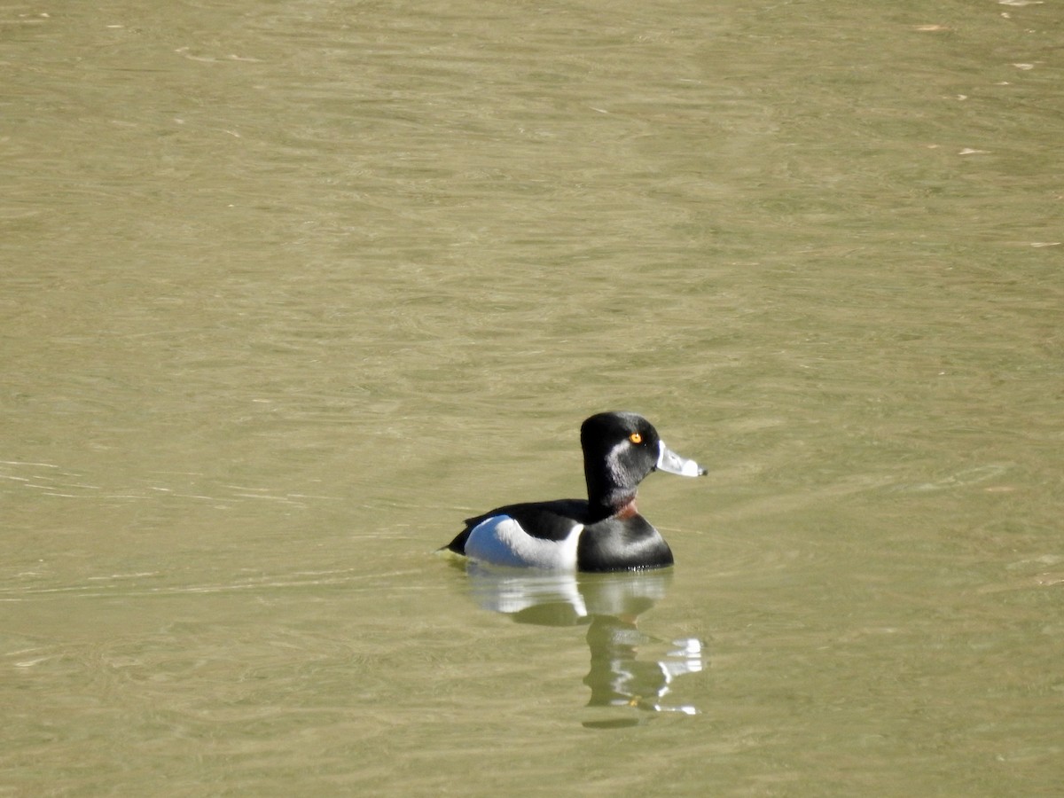 Ring-necked Duck - ML316031661