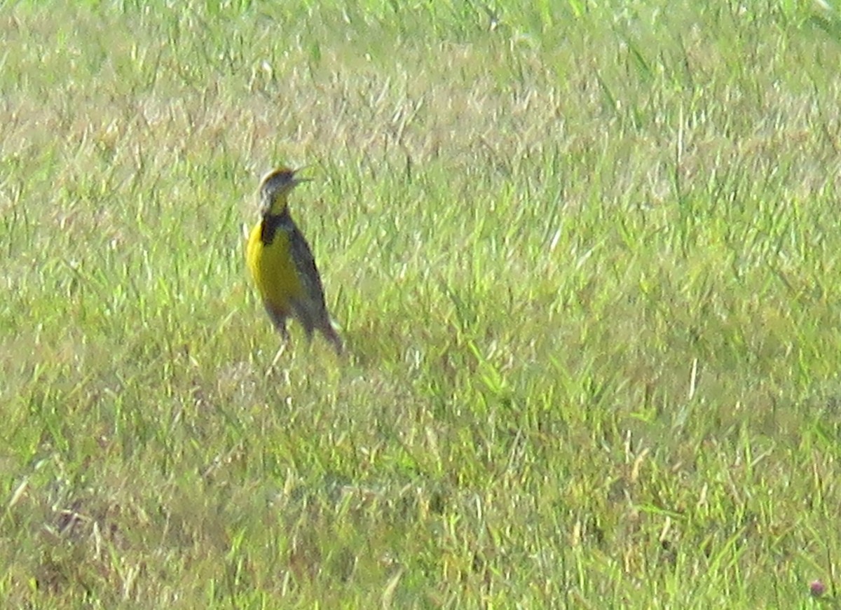 Eastern Meadowlark - ML31603211