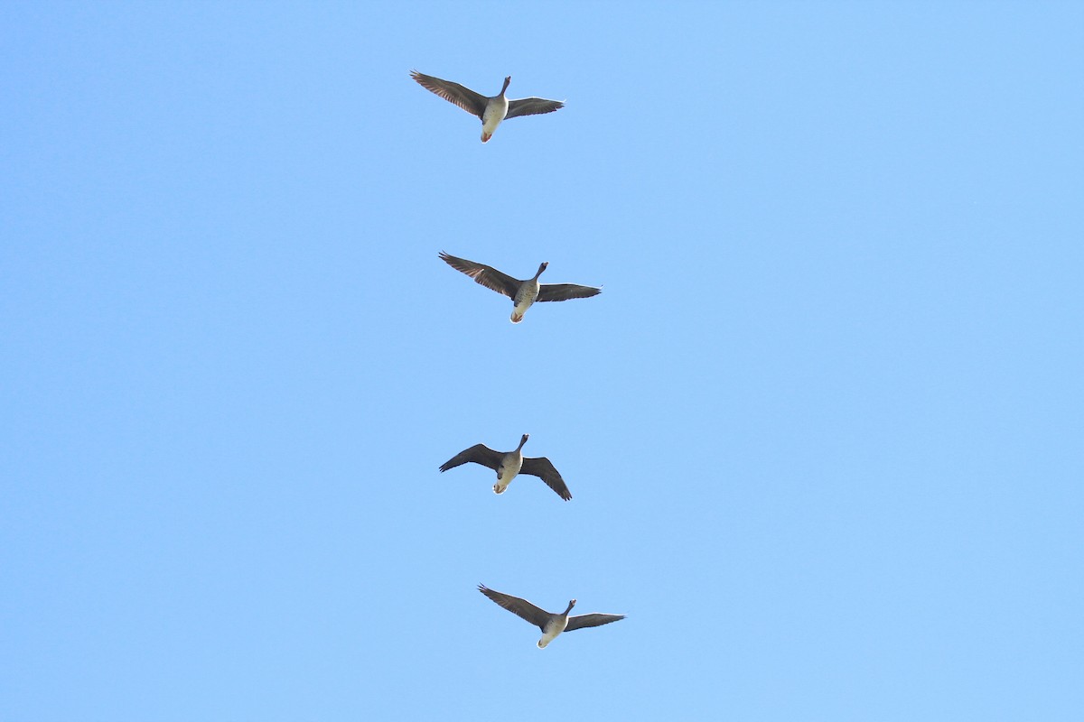 Greater White-fronted Goose - ML316032491