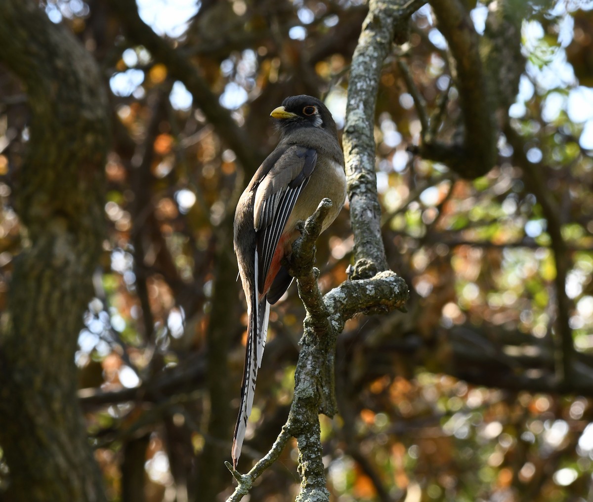 Elegant Trogon - Simon Kiacz