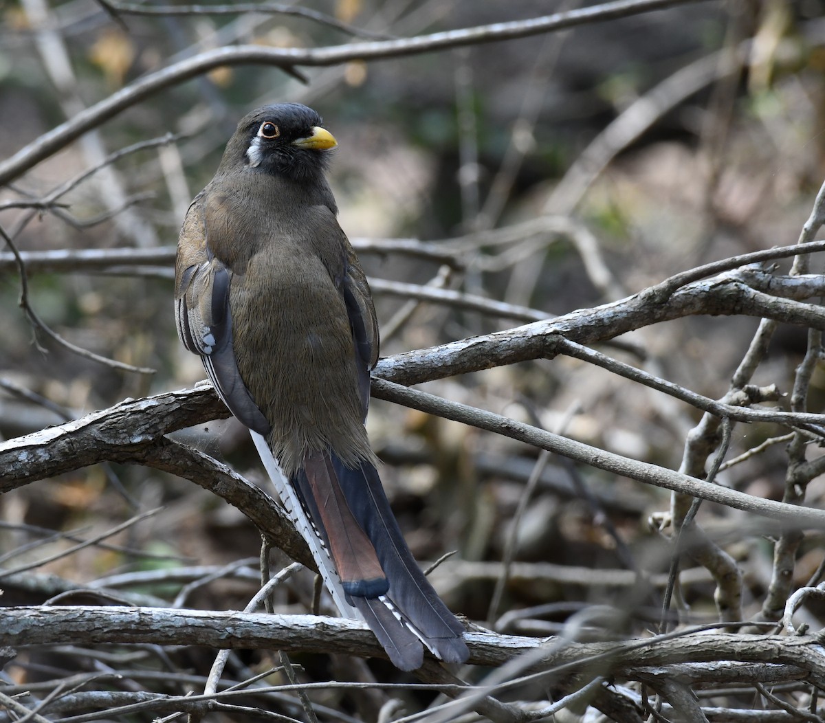 Elegant Trogon - Simon Kiacz