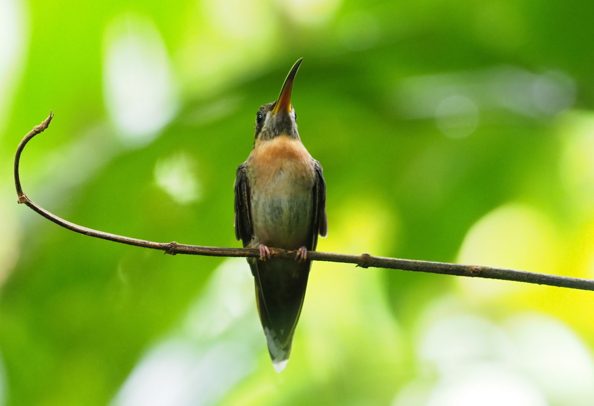 Полосатохвостый колибри-отшельник - ML316034231