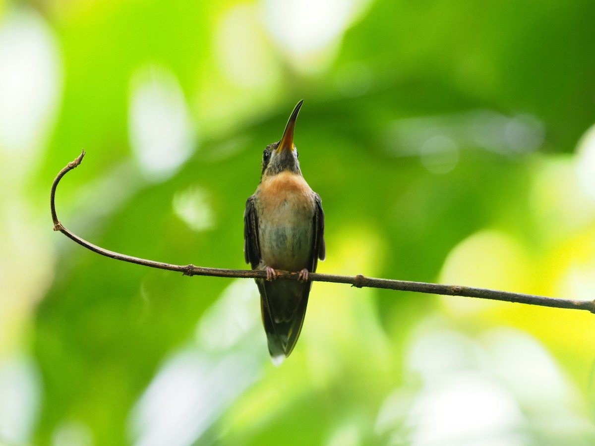 Полосатохвостый колибри-отшельник - ML316034291