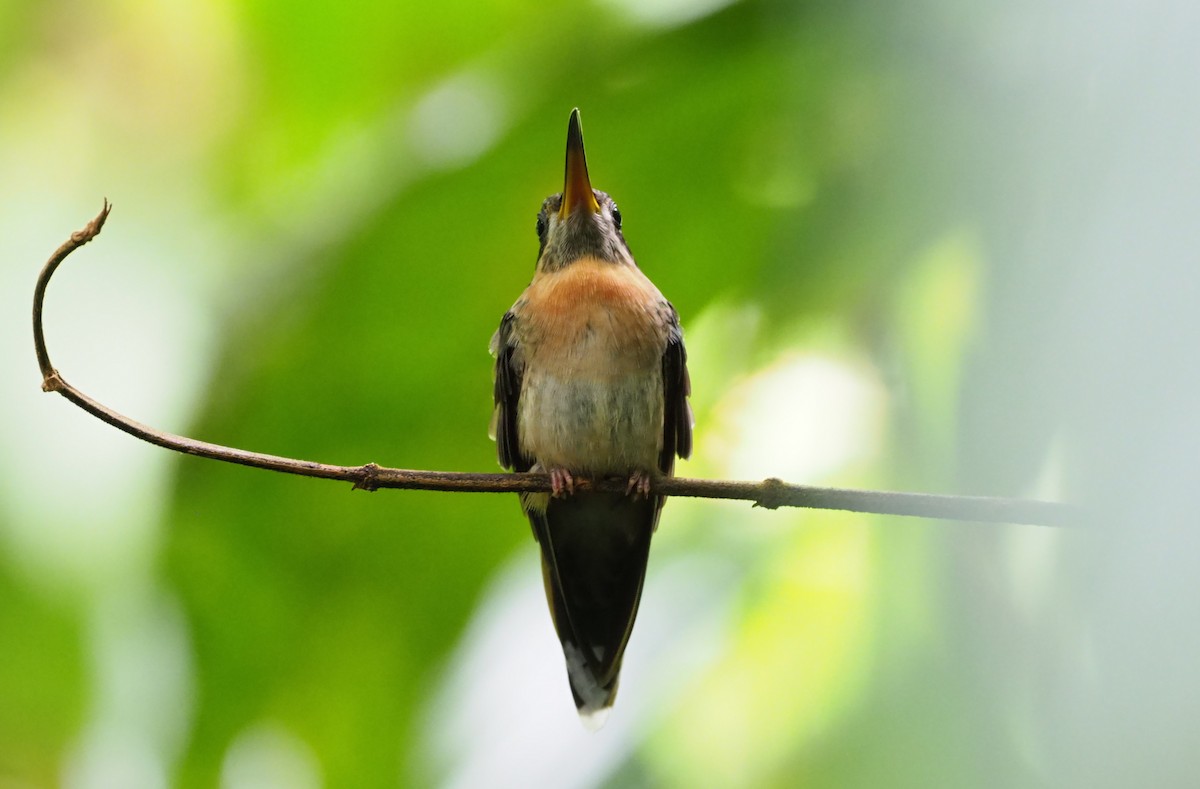 Полосатохвостый колибри-отшельник - ML316034321