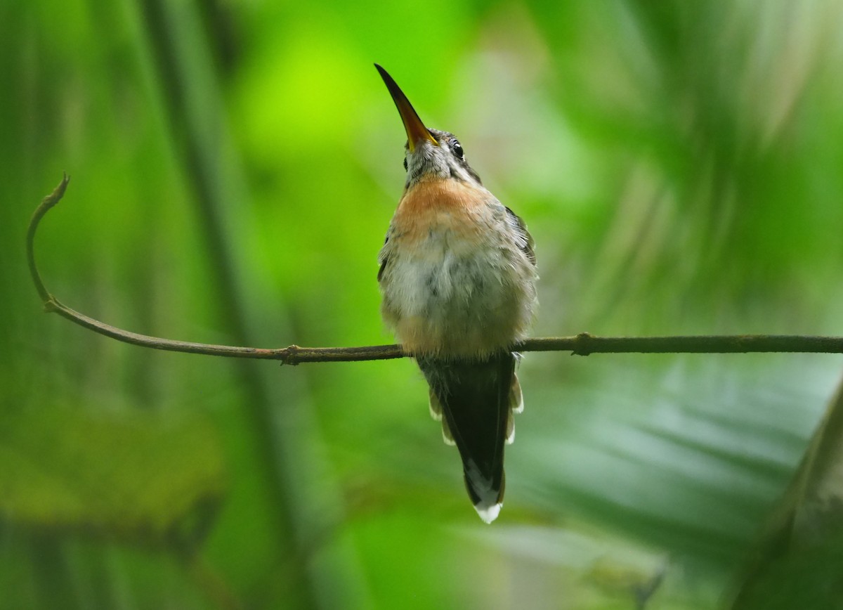 Полосатохвостый колибри-отшельник - ML316034471