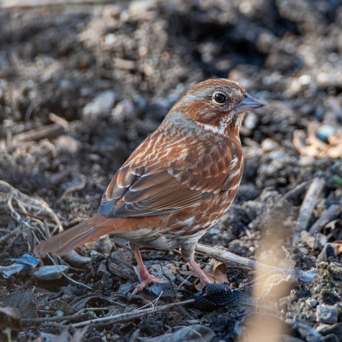 Fox Sparrow - ML316035091