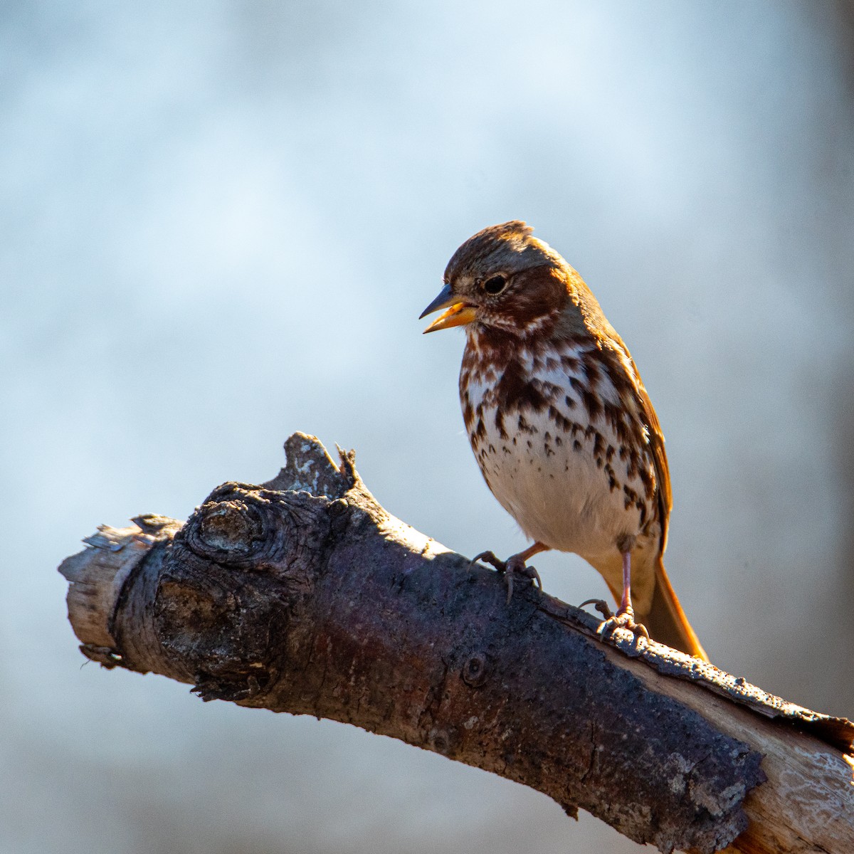 Fox Sparrow - ML316035111