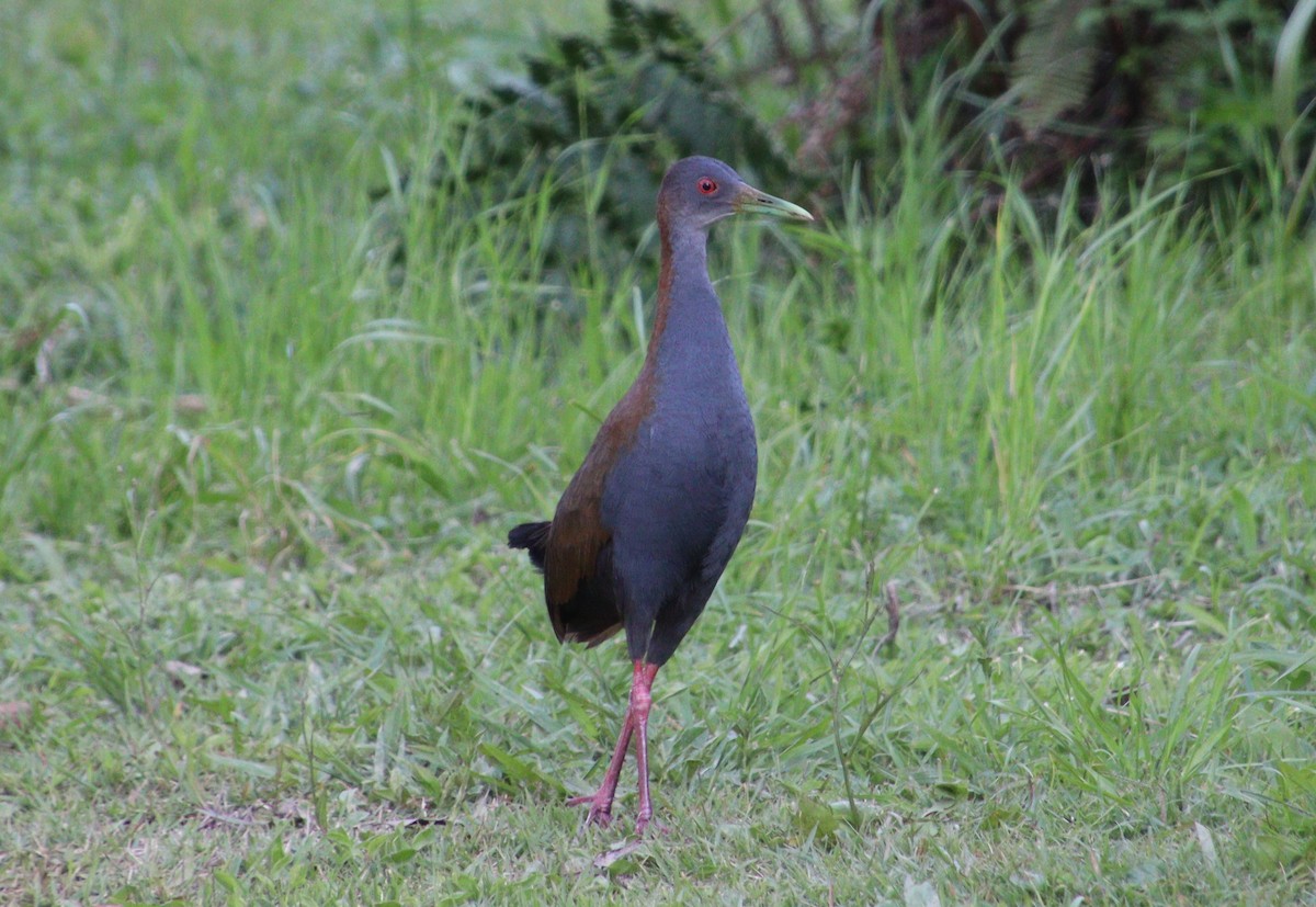 Slaty-breasted Wood-Rail - ML316035331