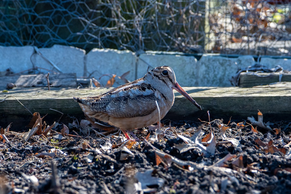 American Woodcock - Leo Bix