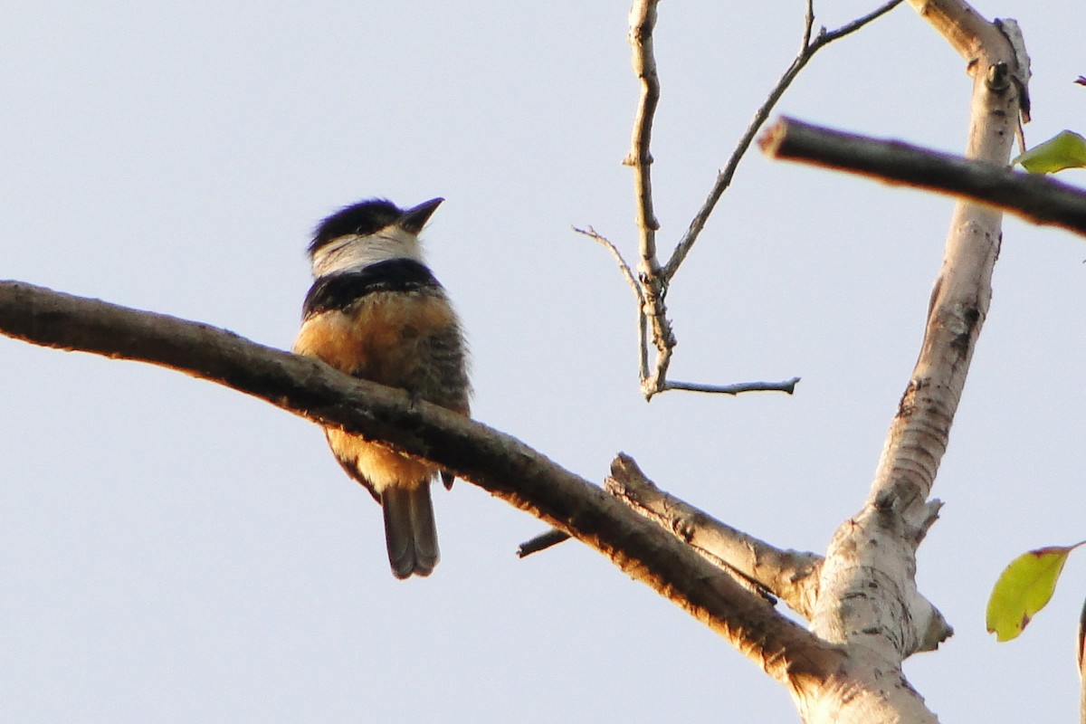 Buff-bellied Puffbird - Carlos Otávio Gussoni