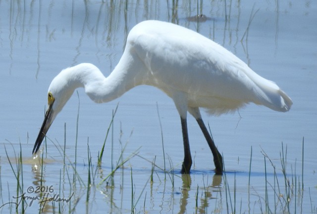 Snowy Egret - ML31603751