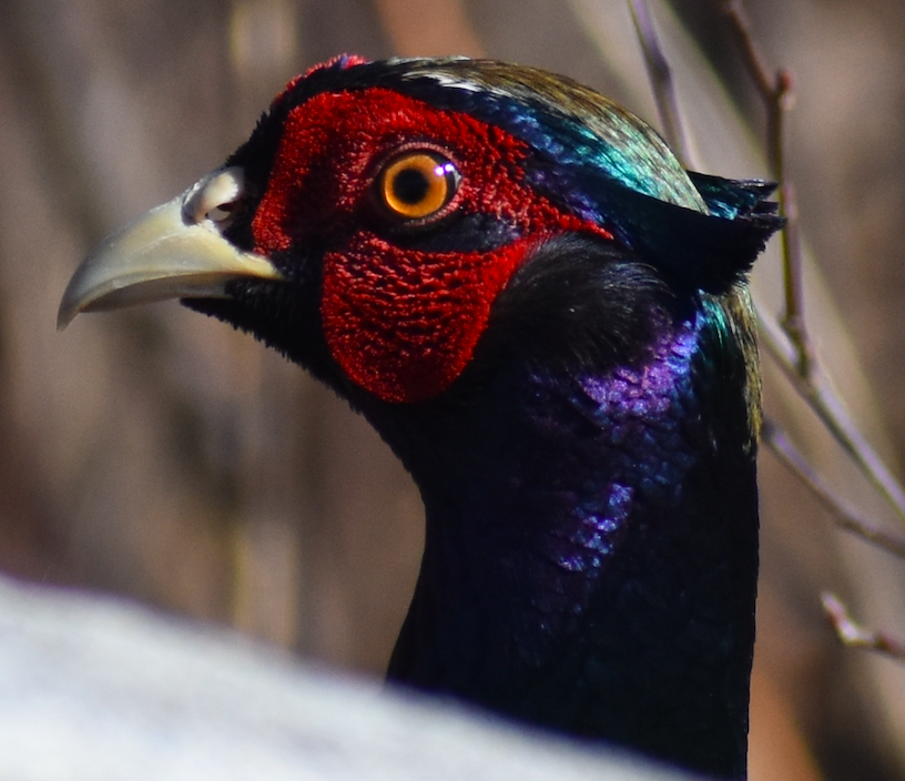 Ring-necked Pheasant - Lisa Nelson