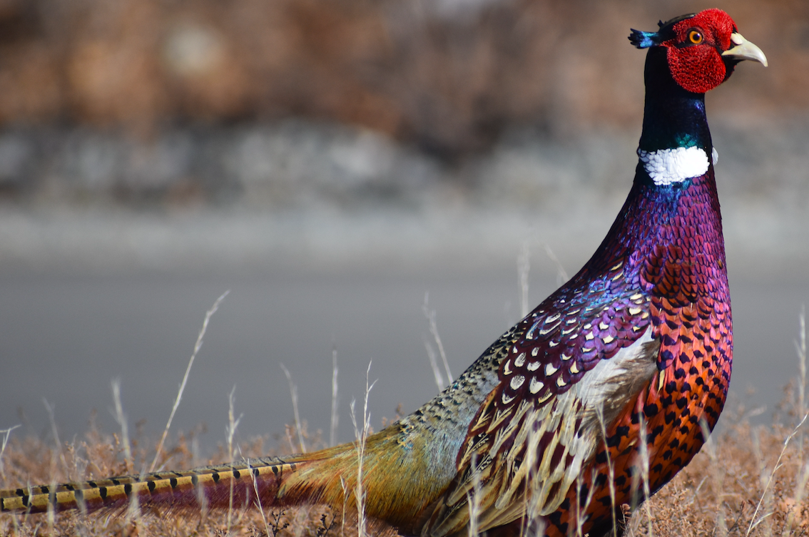 Ring-necked Pheasant - Lisa Nelson