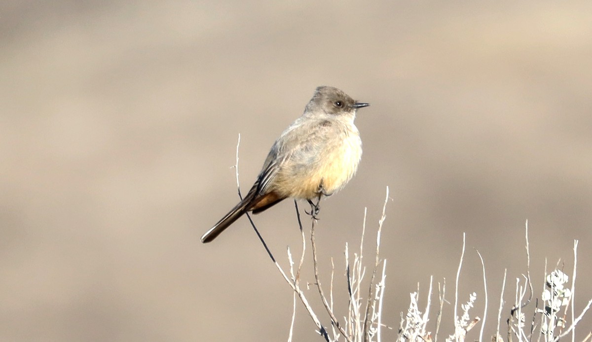 Say's Phoebe - ML316039141