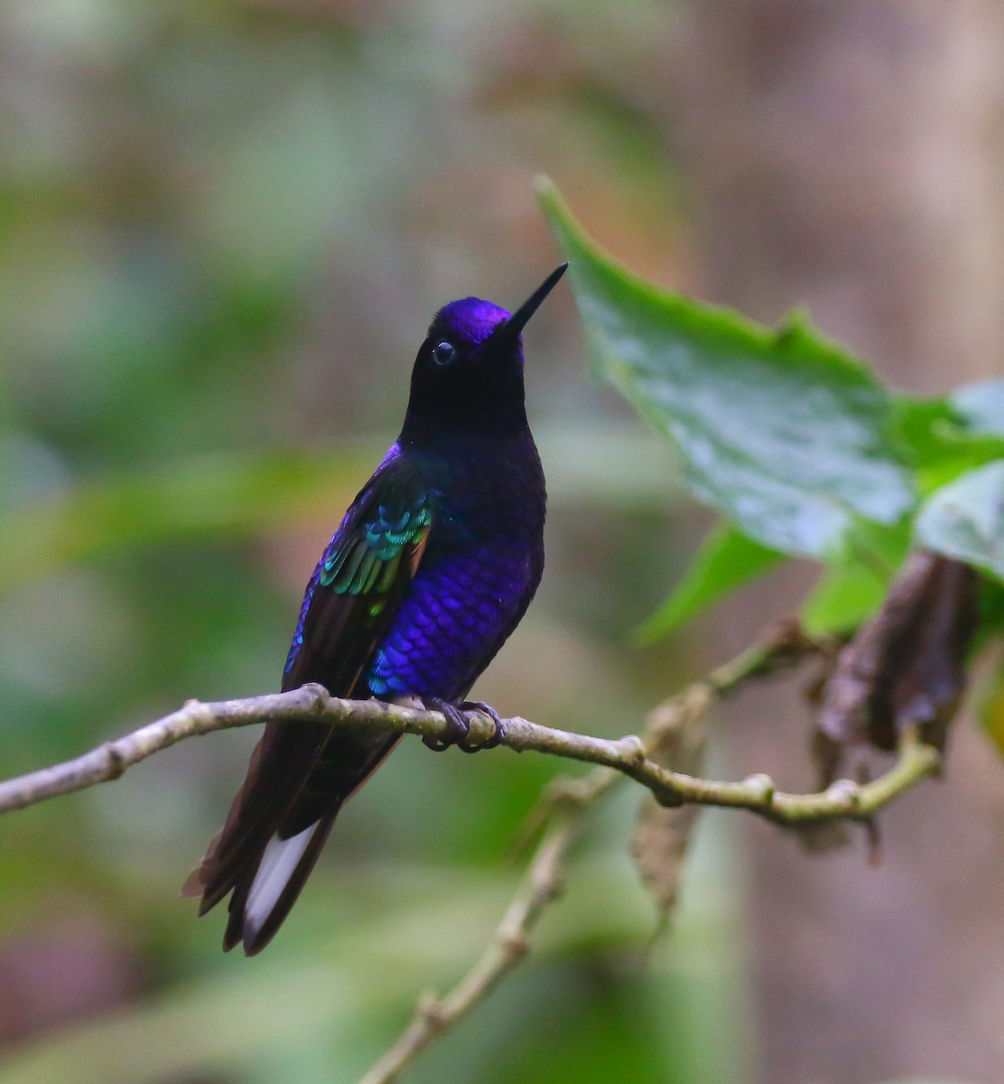kolibřík hyacintový - ML316040251