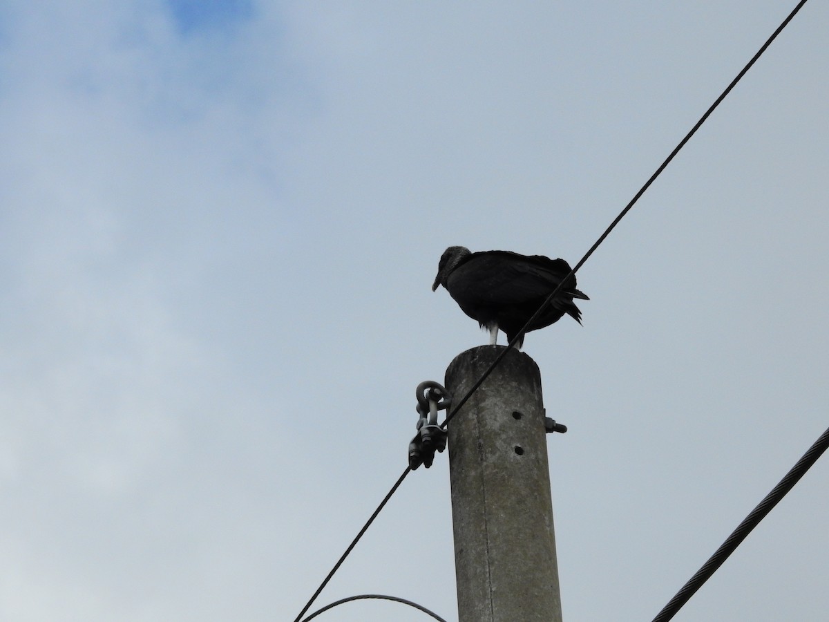 Black Vulture - ML316040431