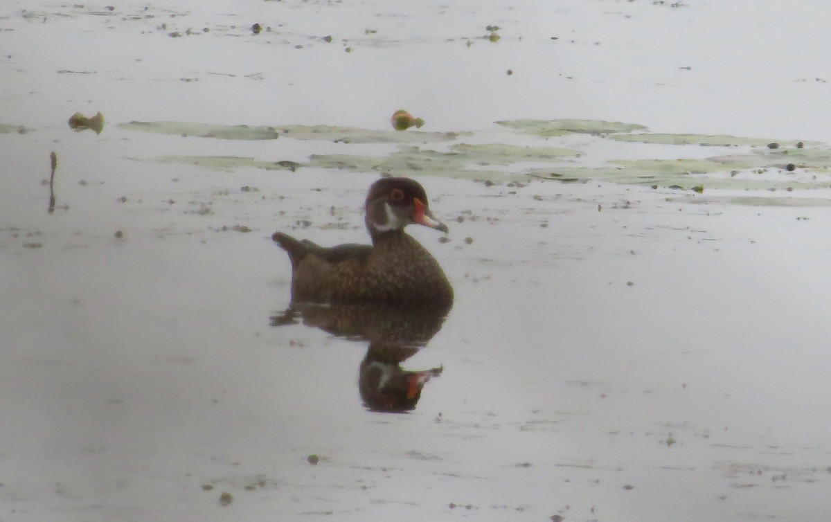 Wood Duck - ML31604321