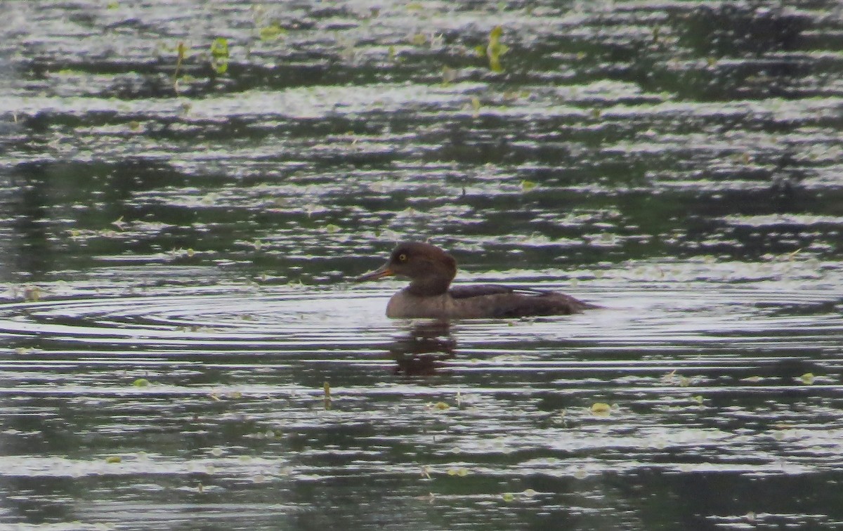 Hooded Merganser - ML31604371