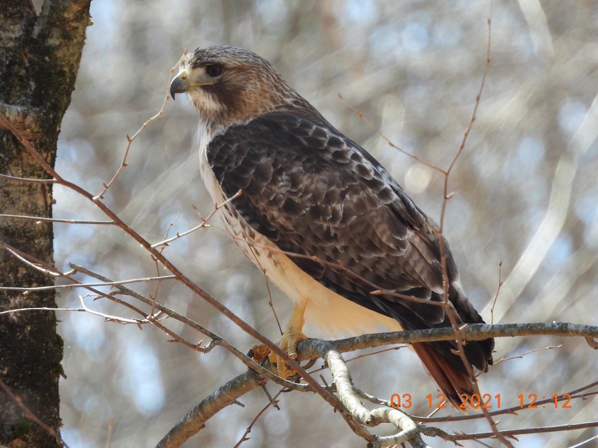 Red-tailed Hawk - ML316044751