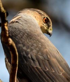 Sharp-shinned Hawk - ML316046261