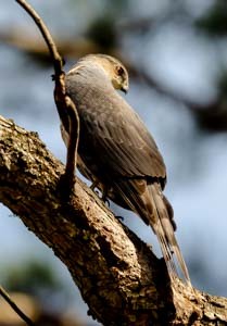 Sharp-shinned Hawk - ML316046731