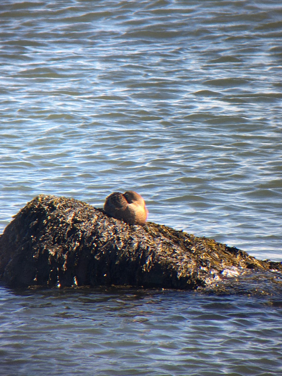 King Eider - ML316047961