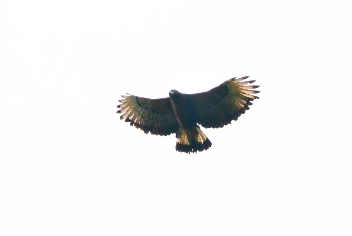 Black-and-chestnut Eagle - ML316049391