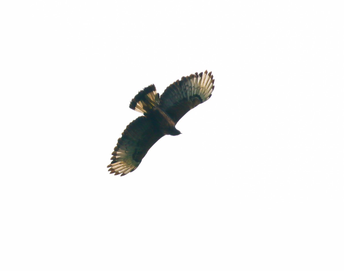 Black-and-chestnut Eagle - ML316049401