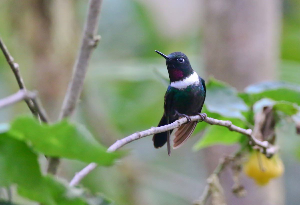 Colibrí Pectoral - ML316050191